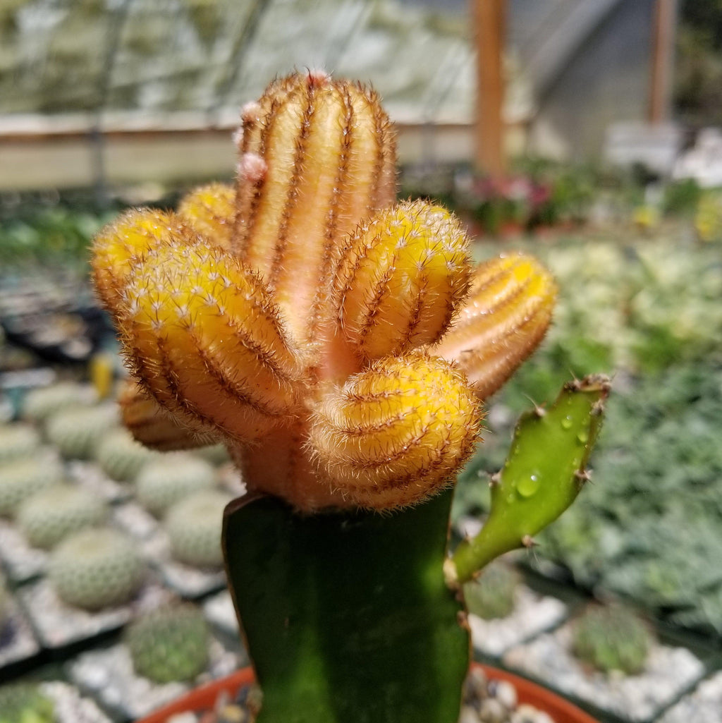 Chamaecereus lutea grafted Large