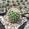 Mammillaria yucatanensis