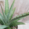 Agave nussaviorum Large