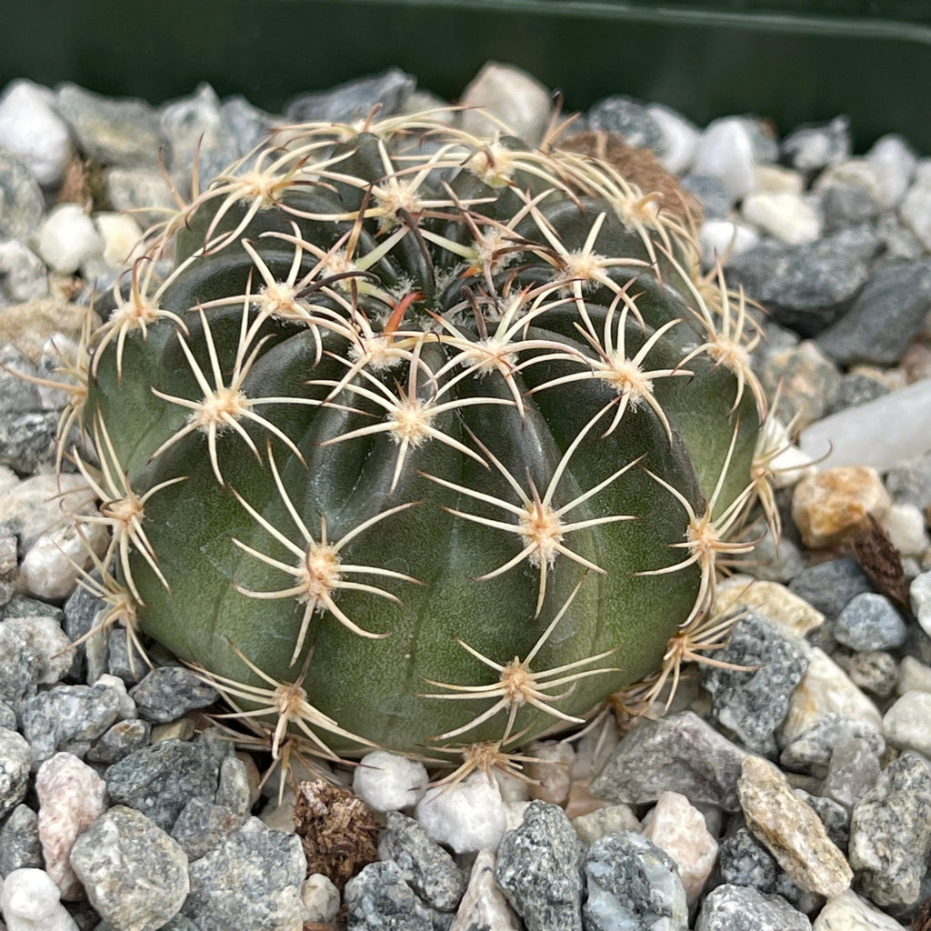 Lobivia pojoensis grandiflora