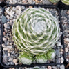 Cobweb Hens and Chicks - Sempervivum arachnoideum