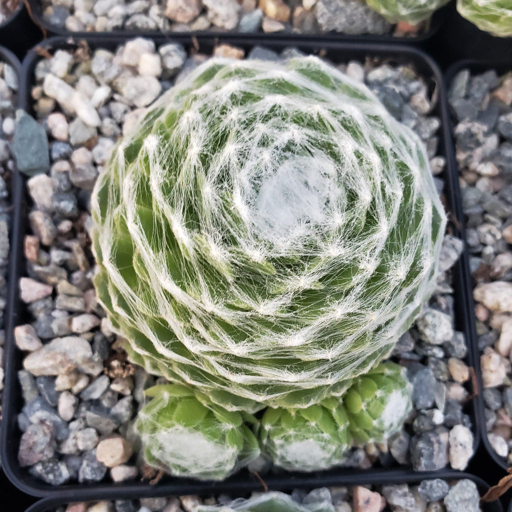 Cobweb Hens and Chicks - Sempervivum arachnoideum