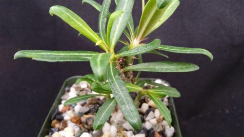 Pachypodium bispinosum