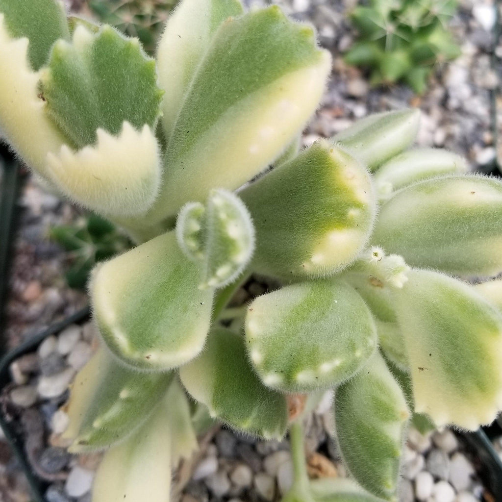 Variegated Bear Paw Succulent - Cotyledon ladismithiensis Variegata