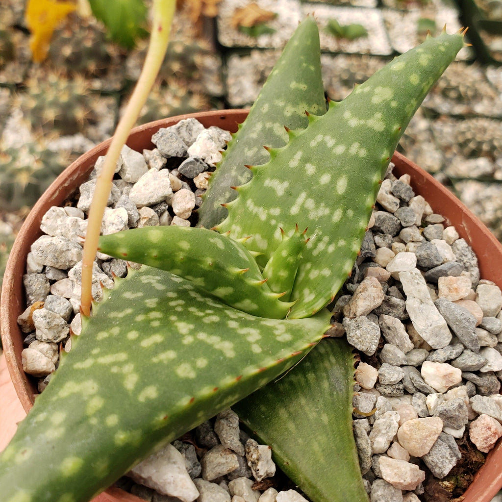 Aloe greatheadii davyana