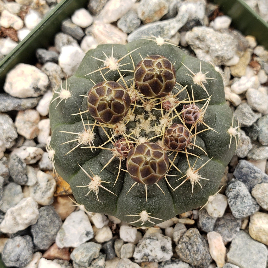 Gymnocalycium schatzlianum mackieanus