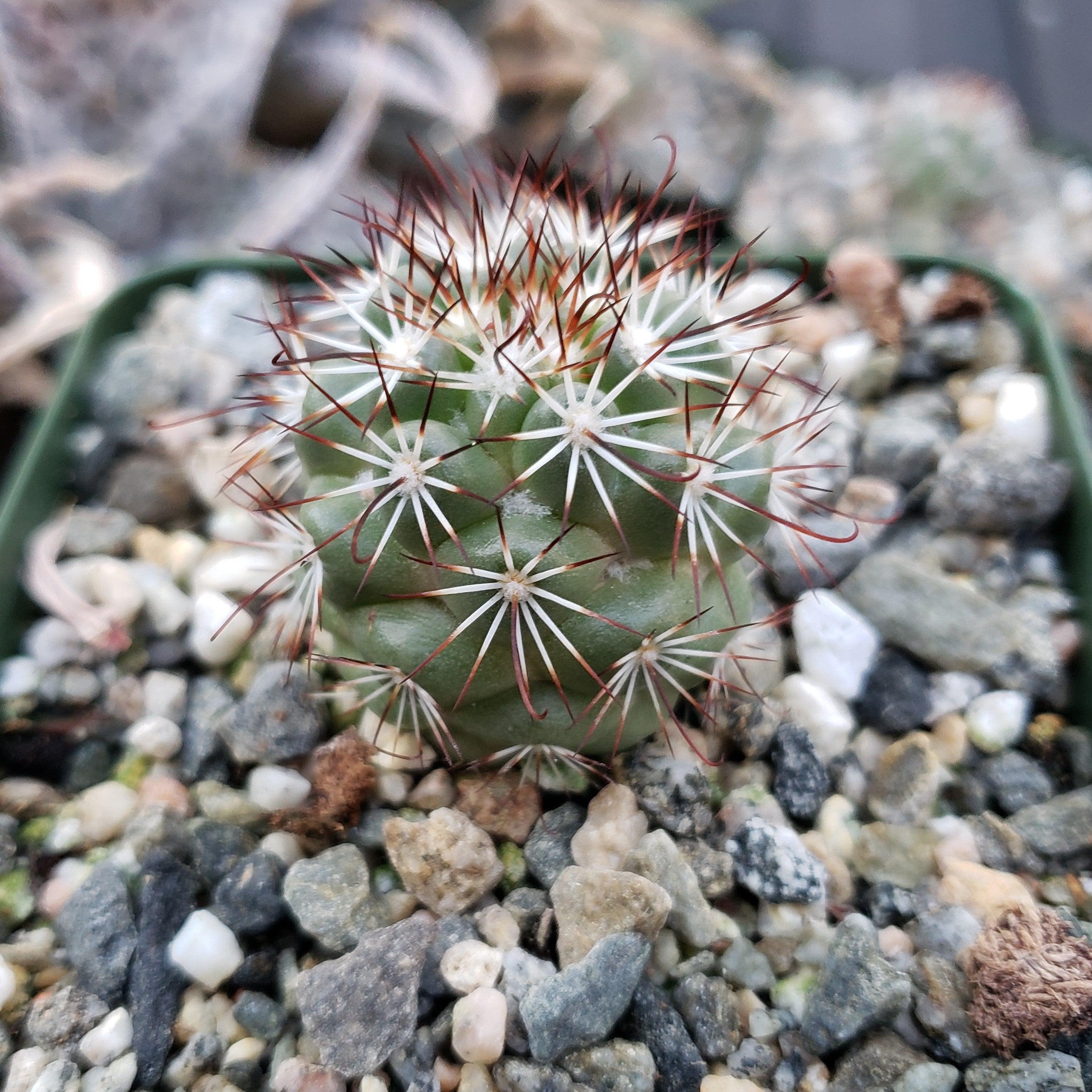 Mammillaria bartschella schumannii