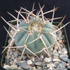 Gymnocalycium cardenasianum