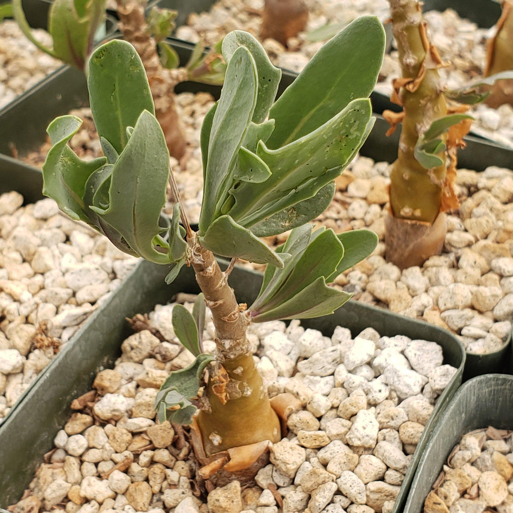 Othonna lobata hybrid