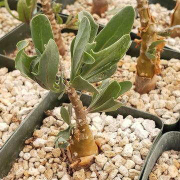 ebay cactus soil Othonna lobata hybrid – Planet Desert