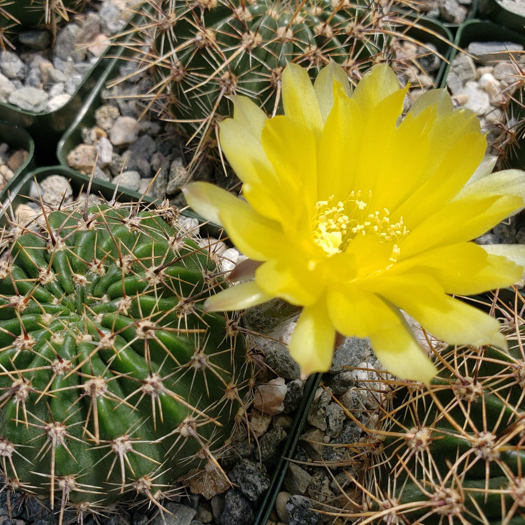 Echinopsis Sierra Grandensis