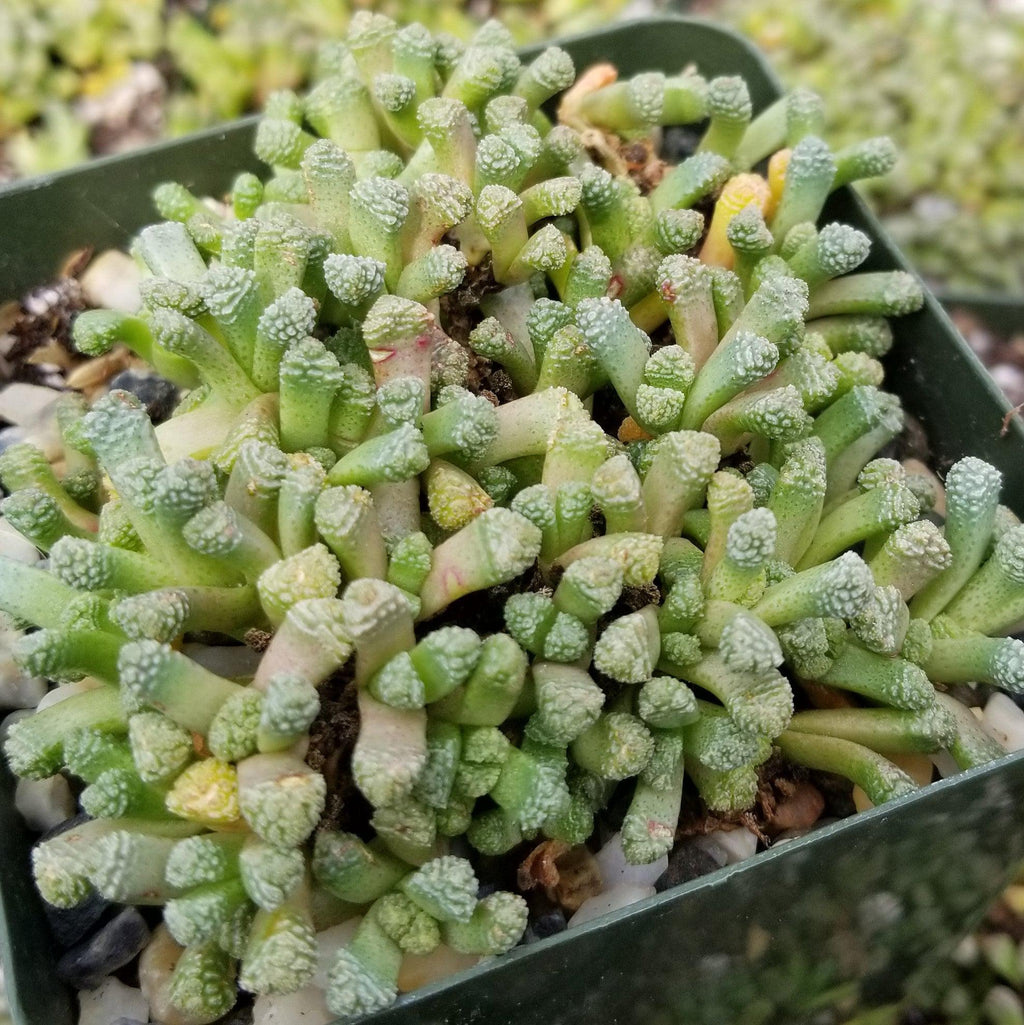 Neohenricia sibbettii