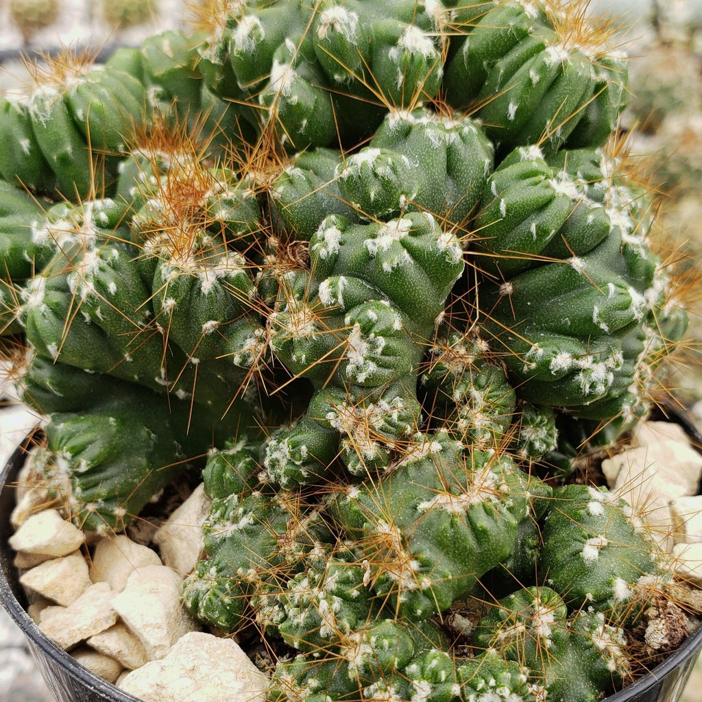 Cereus peruvianus monstrose &