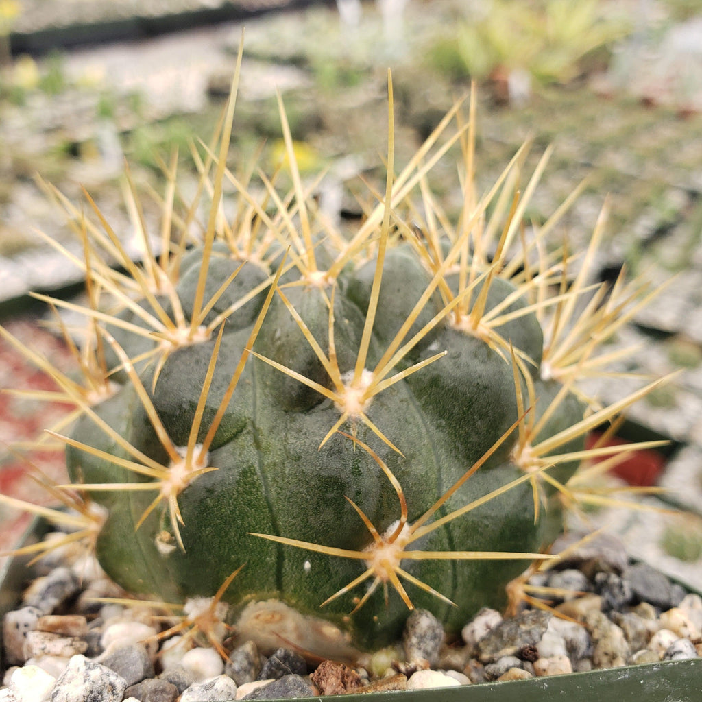 Lobivia Echinopsis maximiliana charazanensis