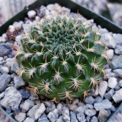 Lobivia or Echinopsis draxleriana