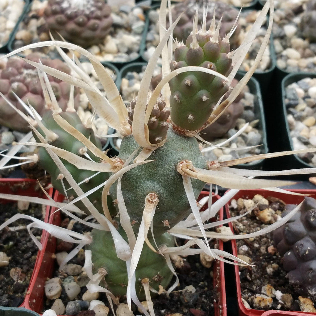 Tephrocactus articulatus v. papyracantus