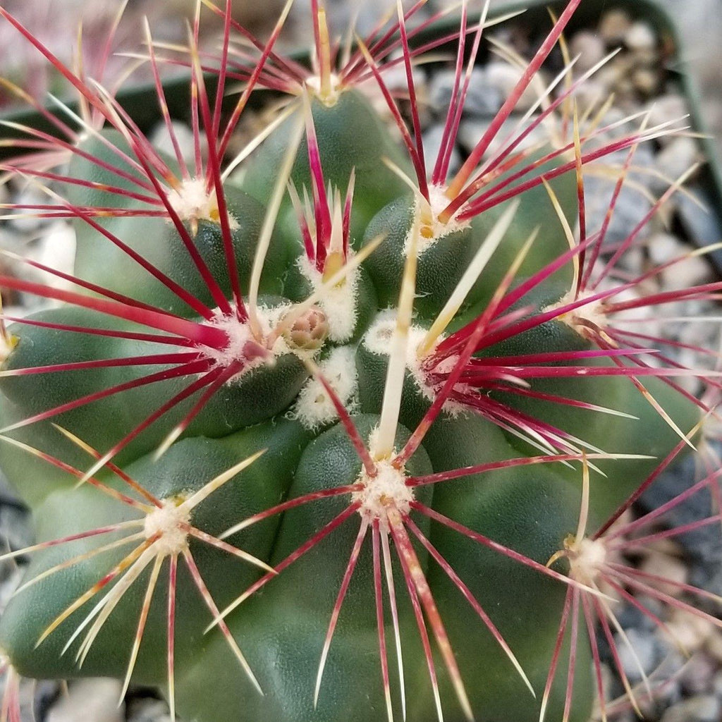Thelocactus bueckii