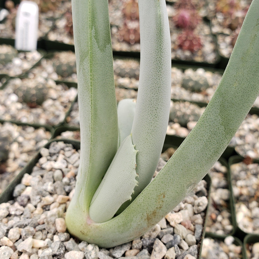 Cheiridopsis cigarettifera