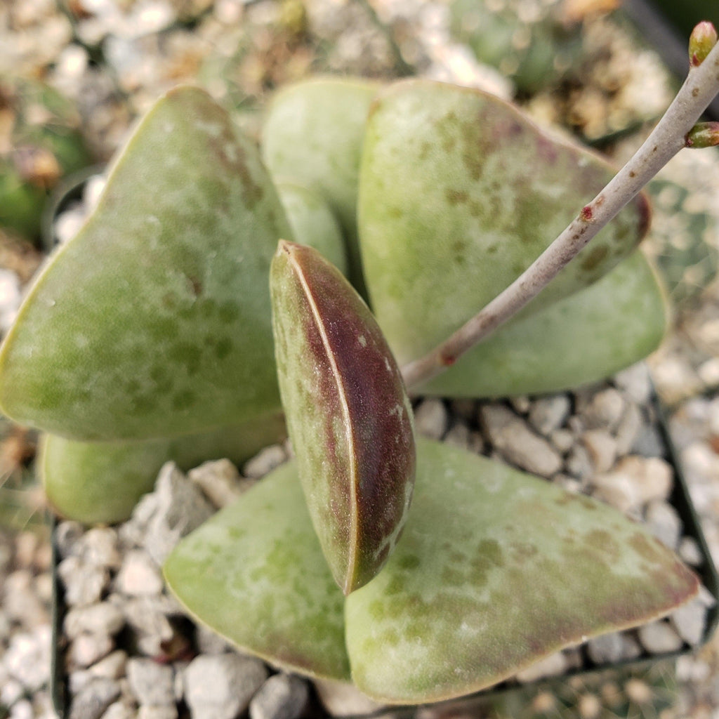 Adromischus triflorus &