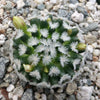 Mammillaria duwei