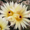 Notocactus elegans