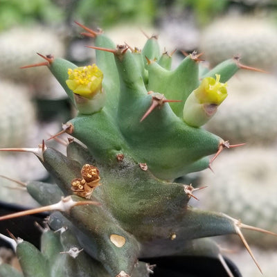 Euphorbia groenewaldii