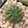 Submatucana aureiflora