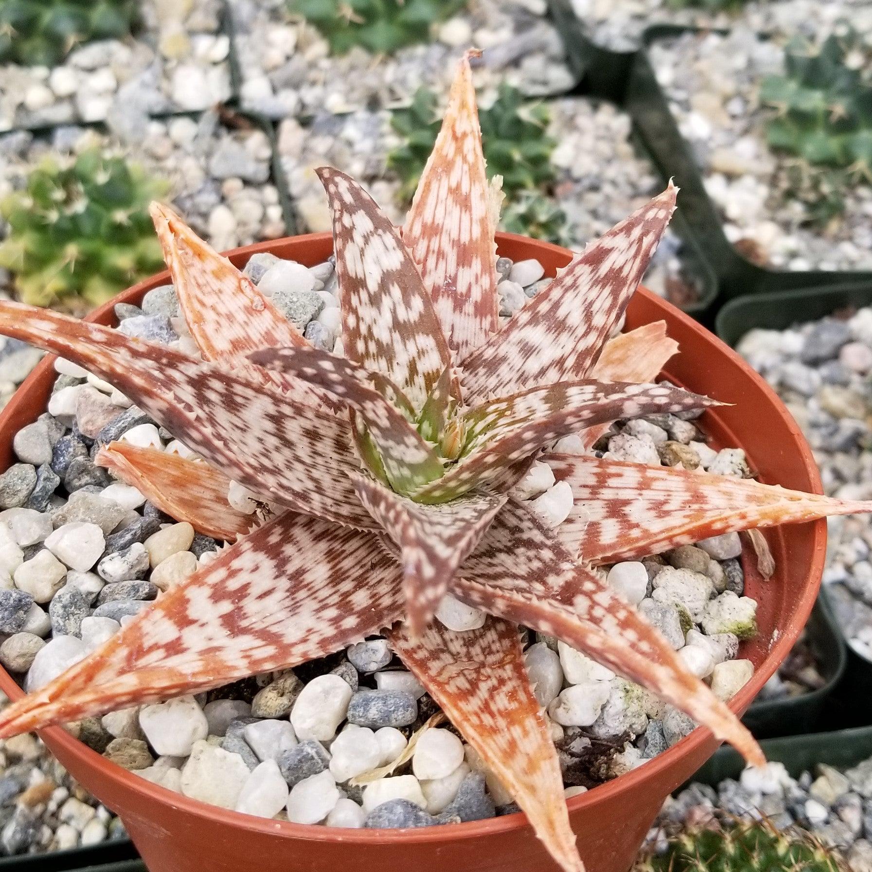 Aloe african hybrid