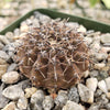 Gymnocalycium occultum