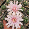 Gymnocalycium buenekeri