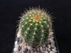 Notocactus warasii