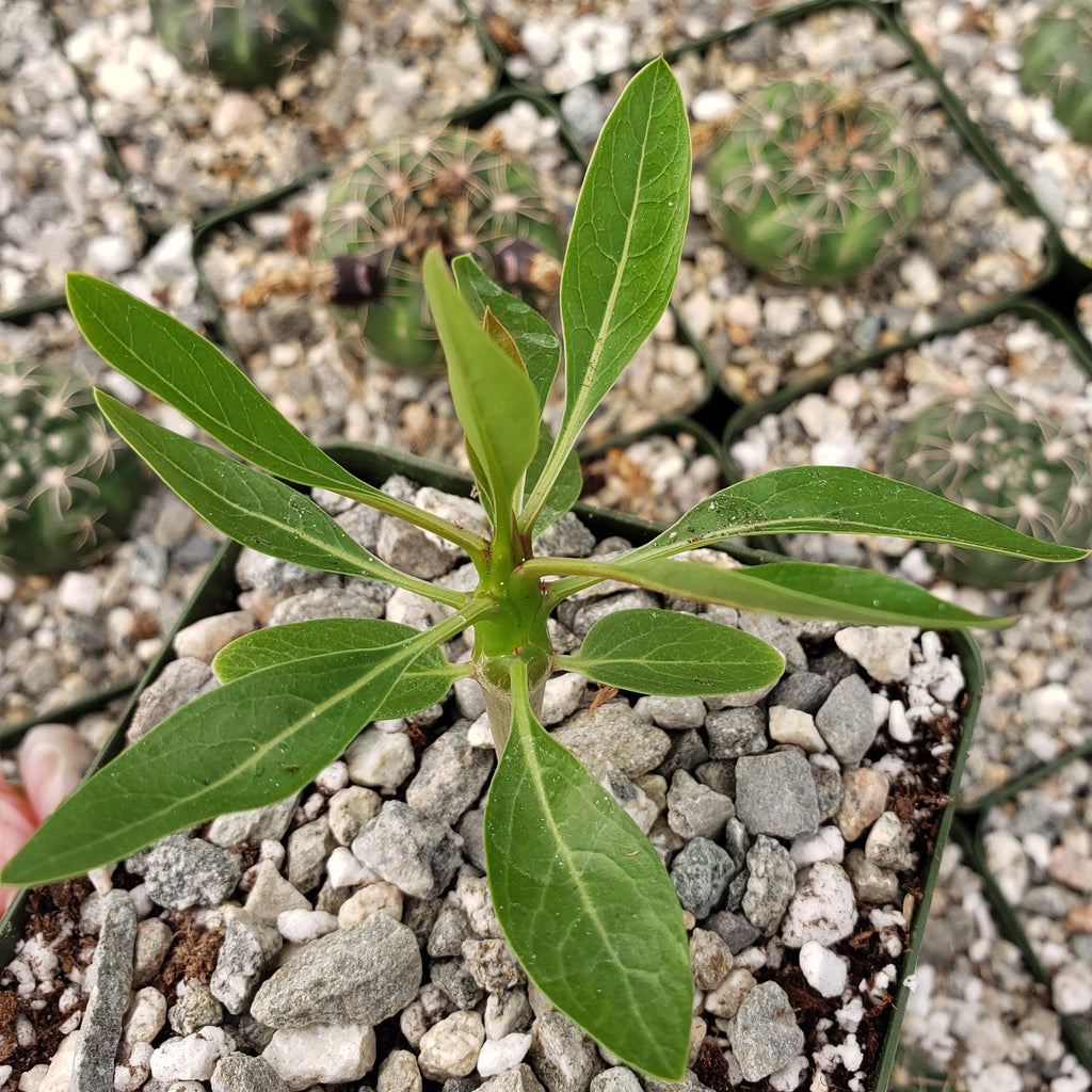 Fouquieria ochoterenae