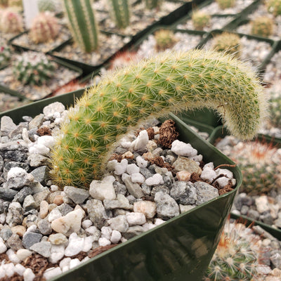 Monkey Tail Cactus – Cleistocactus colademononis 