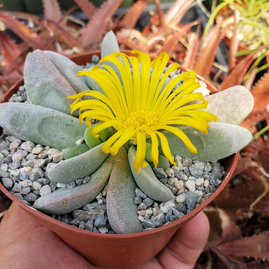 Glottiphyllum oligocarpum