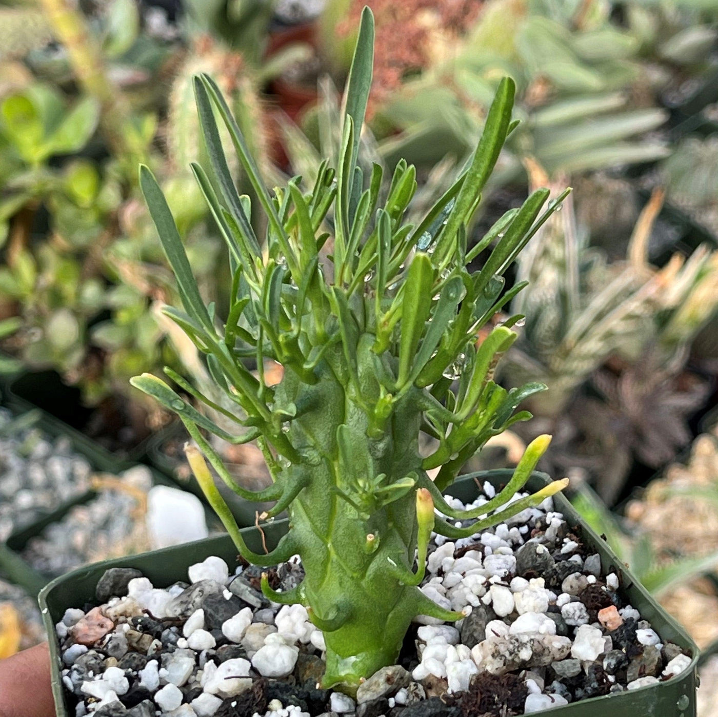 Euphorbia fasciculata schoenlandii