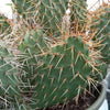 Opuntia rhodantha pad cutting