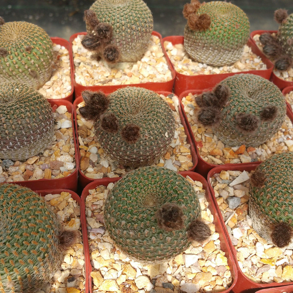 Lobivia famatimensis