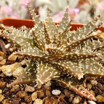 succulent with ridges Aloe pepe