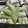 Gasteria glomerata