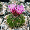 Stenocactus multicostatus "Brain Cactus"