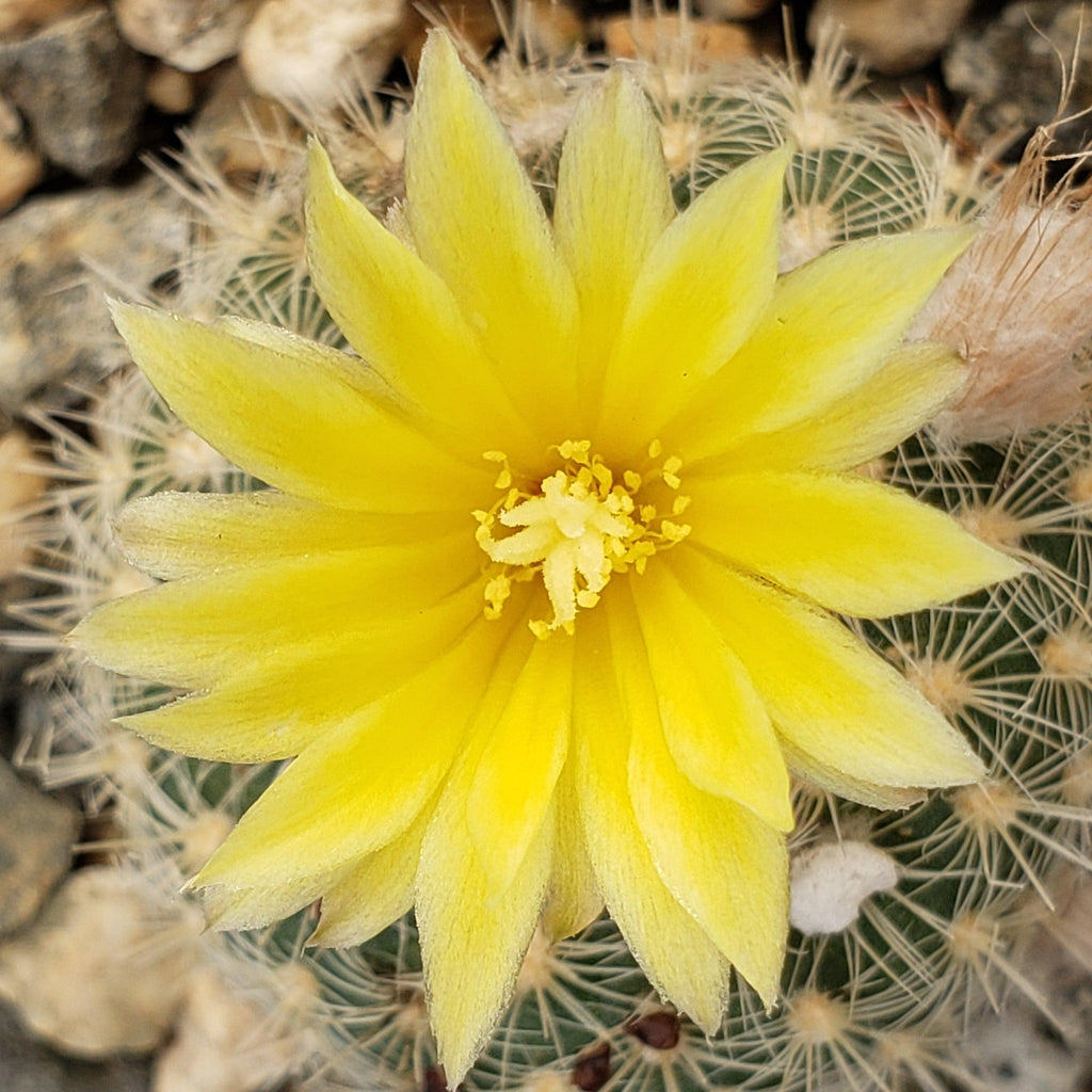 Frailea tenuissima albisetosa