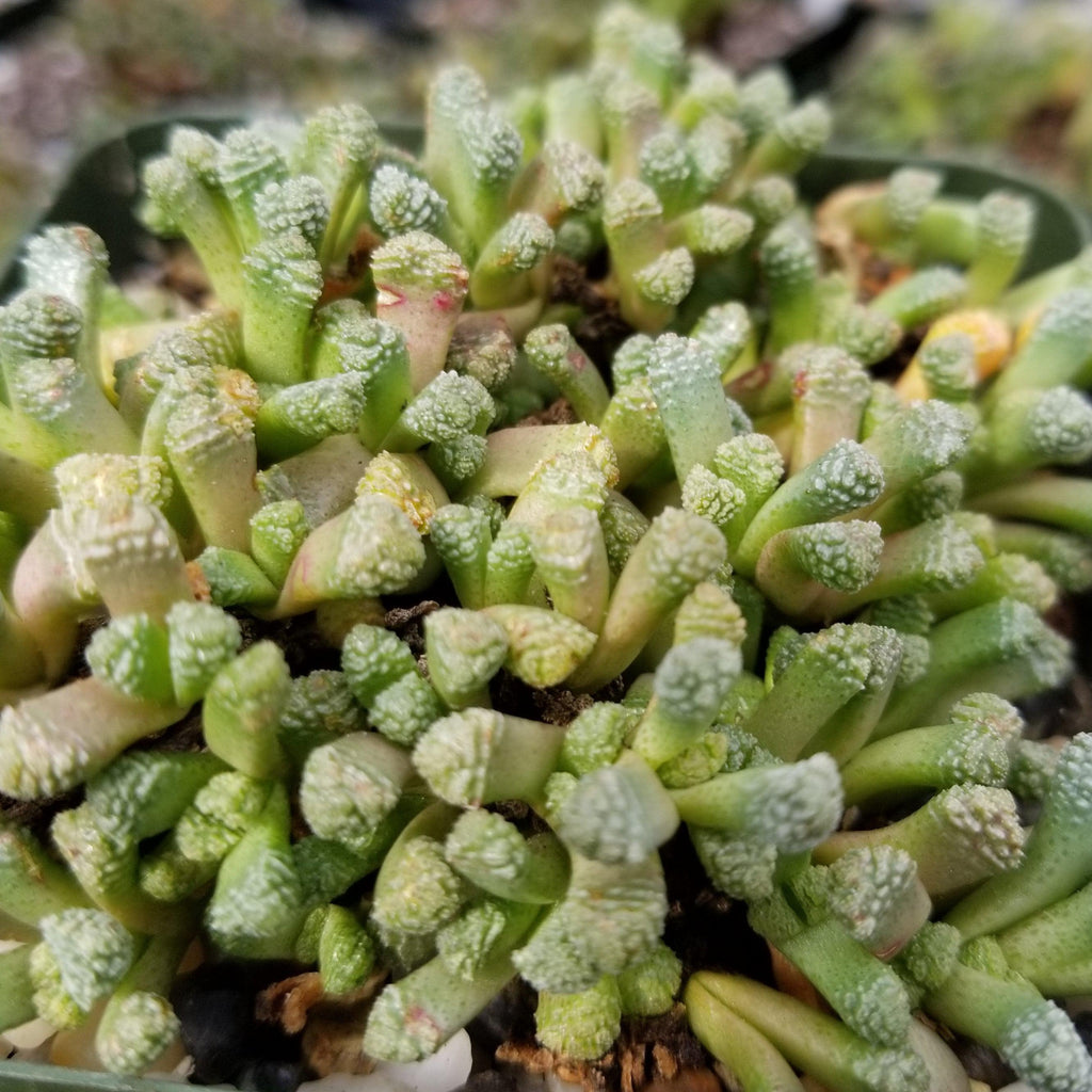 Neohenricia sibbettii