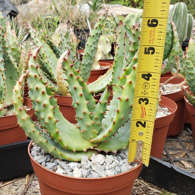 Aloe ferox Large