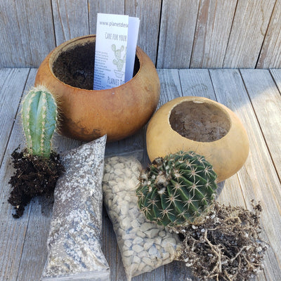 Gourd Cacti arrangement 4 and 6 inch