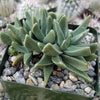 Rabiea difformis