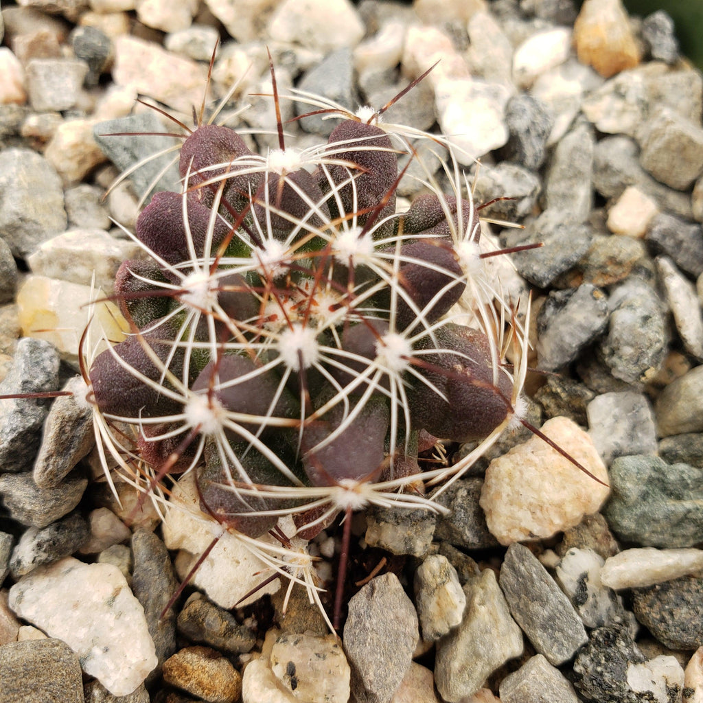 Mammillaria melaleuca
