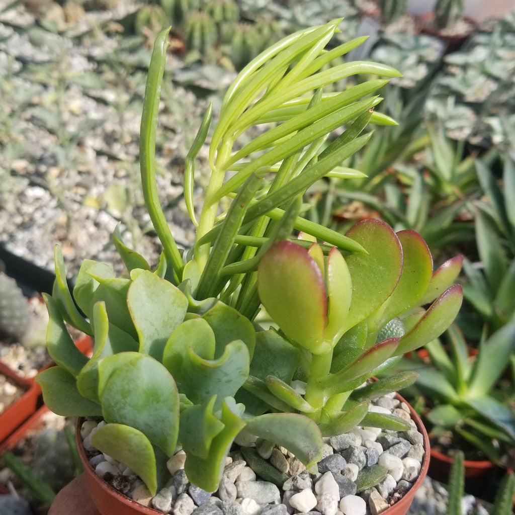 Succulent Garden Arrangement