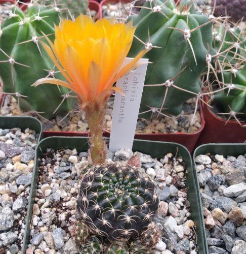 Lobivia arachnacantha