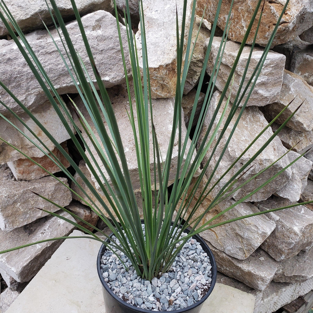 gal Hesperoyucca whipplei Specimen