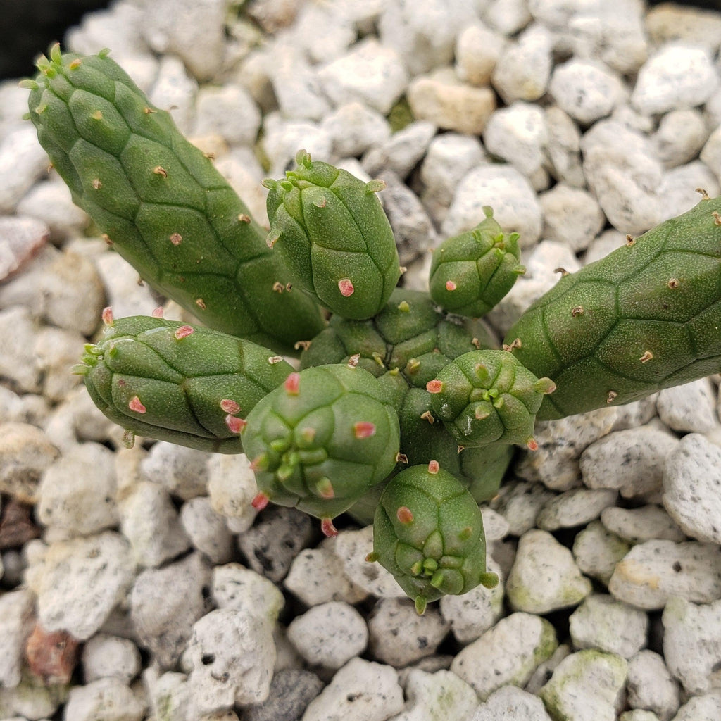 Euphorbia inermis huttonae